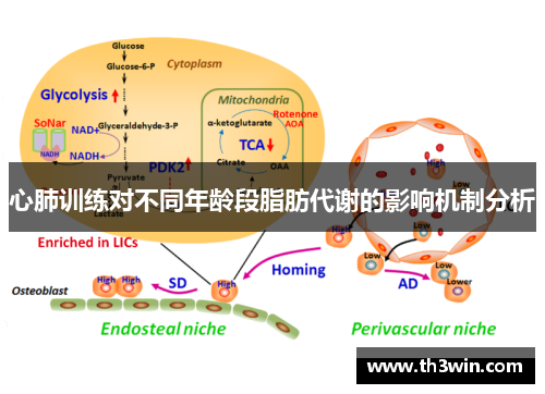 心肺训练对不同年龄段脂肪代谢的影响机制分析 心肺训练对不同年龄段脂肪代谢的影响机制分析